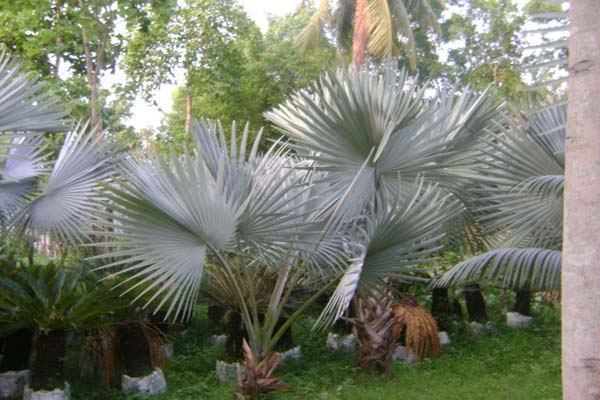 Sabujban Resort Plants